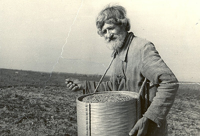 Plevalschiki sowing (spitting) turnip seeds